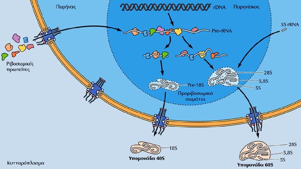 Η συναρμολόγηση των ριβοσωμάτων Ο σχηματισμός των ριβοσωμάτων περιλαμβάνει τη συναρμολόγηση του πρόδρομου ριβοσωμικού RNA με ριβοσωμικές πρωτεΐνες και με το 5S rrna.