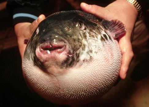 Puffer Fish (Fugu) Fugu Sashimi Tetrodotoxin A. Why do sodium ions need channels in order to move into and out of cells?