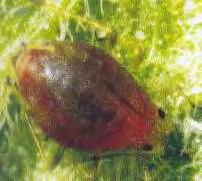 21 Aphididae άλλες διακριτές διαφορές των αρσενικών σε σχέση με τα πτερωτά θηλυκά είναι: το τριγωνικό σχεδόν μικρότερο και πιο λεπτό σώμα τους καθώς επίσης και η πιο σκληρητινοποιημένη κοιλία.