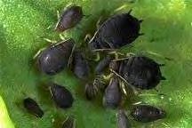41 Aphis fabae Scopoli Ταξινομική θέση: Το είδος Aphis fabae (Scopoli) ανήκει στο Ζωικό Βασίλειο, στην κλάση: Insectα ή Exapoda (σύμφωνα με πρόσφατη ταξινόμηση), υποκλάση: Εξωπτερυγωτά, τάξη: