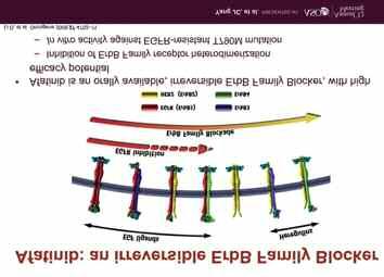 Το Afatinib ενδείκνυται σαν πρώτης γραμμής θεραπεία σε ασθενείς με μεταστατικό NSCLC οι όγκοι του οποίου έχουν μεταλλάξεις εξάλειψης του EGFR εξονίου 19 ή αντικατάστασης του εξονίου 21 (L858R).