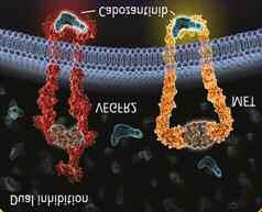 EGFR, VEGFR, PDGFR και/ή FGF Cabozantinib (Cometriq) είναι ένα μικρομόριο το οποίο αναστέλλει την δραστηριότητα της κινάση της τυροσίνης,