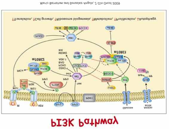 Μονοπάτια PI3K, Akt και mtor Το μονοπάτι mtor είναι η μεταγωγή του PI3K/Akt μονοπατιού και παίζει ένα σημαντικό ρόλο στη ρύθμιση της κυτταρικής ανάπτυξης και του πολλαπλασιασμού.