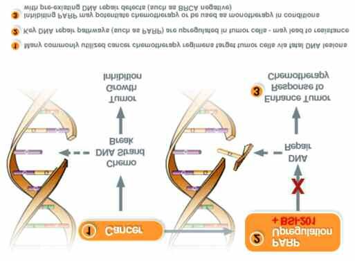 Poly (ADP-ribose) polymerase (PARPS) PARPs είναι η οικογένεια πρωτεινών εμπλεγμένων στην επιδιόρθωση του DNA.