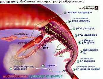 Οι θεραπείες στοχευόμενες στην αγγειογέννεση Η αγγειογέννεση είναι μια βιολογική διαδικασία η οποία είναι κρίσιμη για την ανάπτυξη των όγκων.