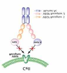 ανθρώπινου IgG1. Αποδείχτηκε να προσδένεται αποτελεσματικά με το VEGF-A και VEGF-B. Αυτός ο δεσμός εμποδίζει τον πολλαπλασιασμό των ενδοθηλιακών κυττάρων και κατά συνέπεια την αγγειογένεση.