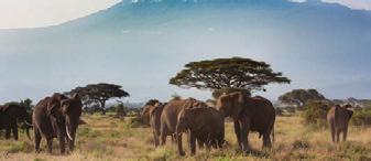 Mασάι Mάρα Nαϊβάσα Ναϊρόμπι ΚΕΝΥΑ Αμποσέλι Τσάβο Mομπάσα σαφάρι στα 4 σημαντικότερα εθνικά Πάρκα της Κένυας: Mασάι Mάρα, Λίμνη ναϊβάσα, αμποσέλι, τσάβο KΕΝΥΑ, Σαφάρι, Ναϊρόµπι, Μοµπάσα Γνωριμία με