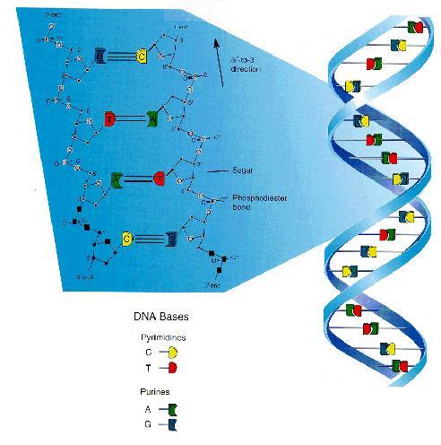 DNA Βιολογικές επιδράσεις Tο DNA είναι υπεύθυνο για τη μεταφορά της γενετικής πληροφορίας και καθοδηγεί