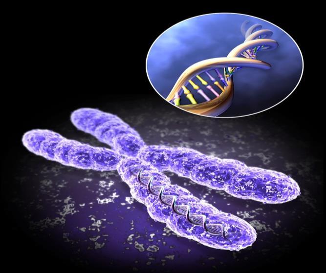 Βιολογικές επιδράσεις ΧΡΩΜΟΣΩΜΑΤΑ Κατά τη διάρκεια της κυταρικής διαίρεσης το DNA βρίσκεται πακεταρισμένο στα χρωμοσώματα.