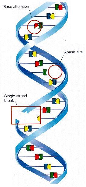 ΘΡΑΥΣΕΙΣ ΤΟΥ DNA Βιολογικές επιδράσεις ΑΠΛΗ ΘΡΑΥΣΗ Τα απλά σπασίματα της έλικας του DNA είναι εφικτό να διορθωθούν από τους διορθωτικούς μηχανισμούς
