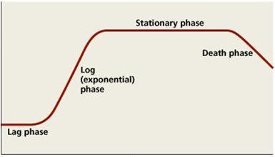 Log N Στατική φάση ειδικός ρυθμός ανάπτυξης μ Εκθετική φάση Φάση θανάτου