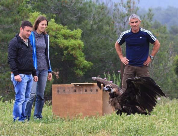 Η ΑΝΙΜΑ συνεργάζεται με πληθώρα φορέων για την απελευθέρωση των άγριων ζώων σε κατάλληλους βιοτόπους σε όλη την Ελλάδα. Εικόνα 20.