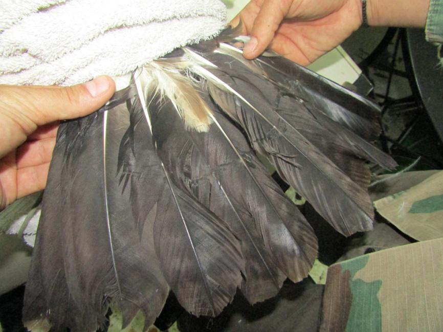 στις περιπτώσεις μεταναστευτικών πουλιών κατά τη χειμερινή περίοδο, η ΑΝΙΜΑ έχει ξεκινήσει την εφαρμογή της τεχνικής προσθήκης φτερών στην ουρά.