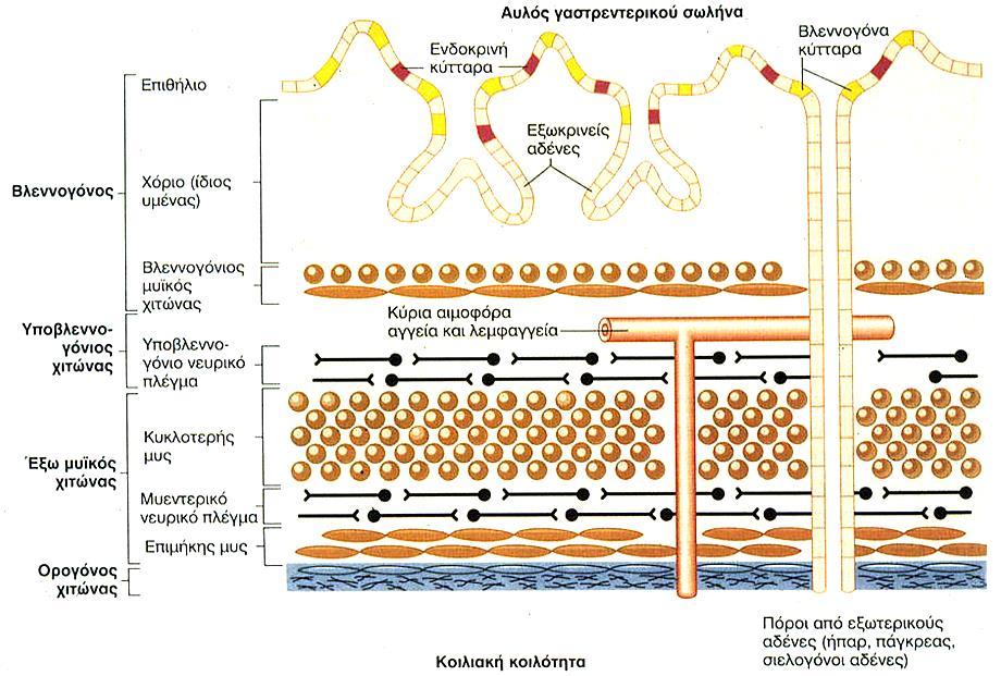 Δομή του γαστρεντερικού