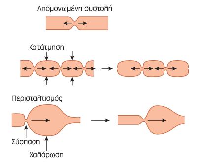 Πρότυπα γαστρεντερικής κινητικότητας και προώθησης Περισταλτισμός: αντανακλαστική απόκριση που ξεκινά όταν το τοίχωμα του εντέρου διατείνεται από το περιεχόμενο του αυλού.