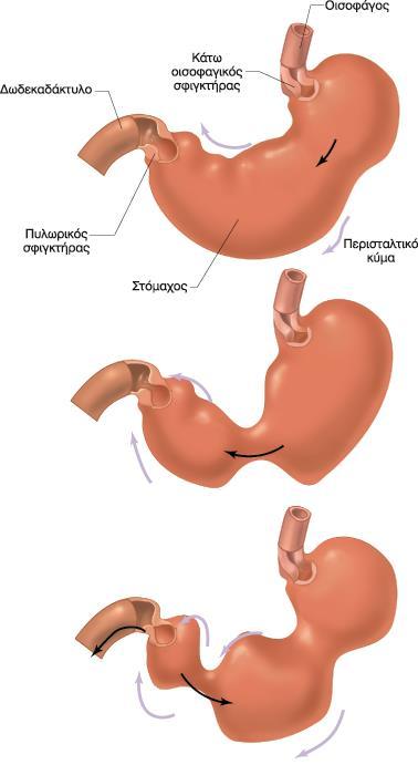 Περισταλτικά κύματα στο στόμαχο Ο σημαντικότερος παράγων ελέγχου κένωσης του στομάχου είναι ανατροφοδοτικά σήματα από το δωδεκαδάκτυλο (νευρικά και ορμονικά) Προκαλούν επιβράδυνση του ρυθμού κένωσης