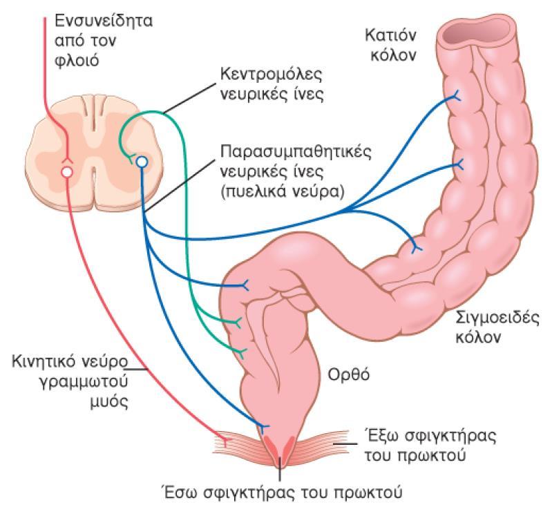 Αφόδευση Ενδογενές αντανακλαστικό