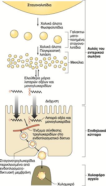 Σύνοψη των διεργασιών απορρόφησης των λιπων