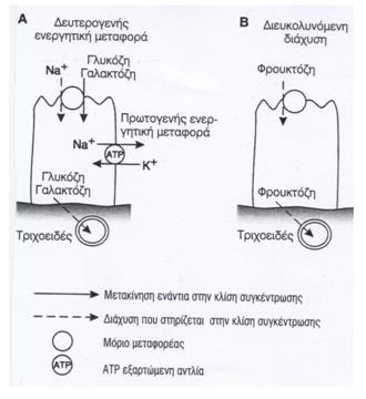 Απορρόφηση μονοσακχαριτών