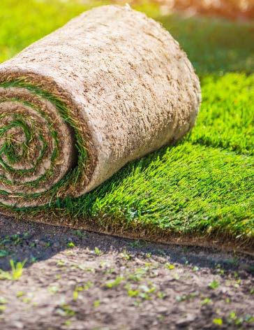 Έτοιμος Χλοοτάπητας Sod SUPERGREEN ΔΙΑΣΤΑΣΕΙΣ (m): 0,40 x 2,50 & 1,00 x 20 ΧΑΡΑΚΤΗΡΙΣΤΗΚΑ: Μεγάλη ανθεκτικότητα και ομοιογένεια Εξαιρετική συμπεριφορά στις ασθένειες Αντοχή στις ξηροθερμικές συνθήκες