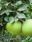Citrus Fruits