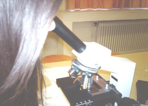 Παρατηρούμε το παρασκεύασμα στο μικροσκόπιο ξεκινώντας από τη μικρότερη μεγέθυνση. Εστιάζουμε.