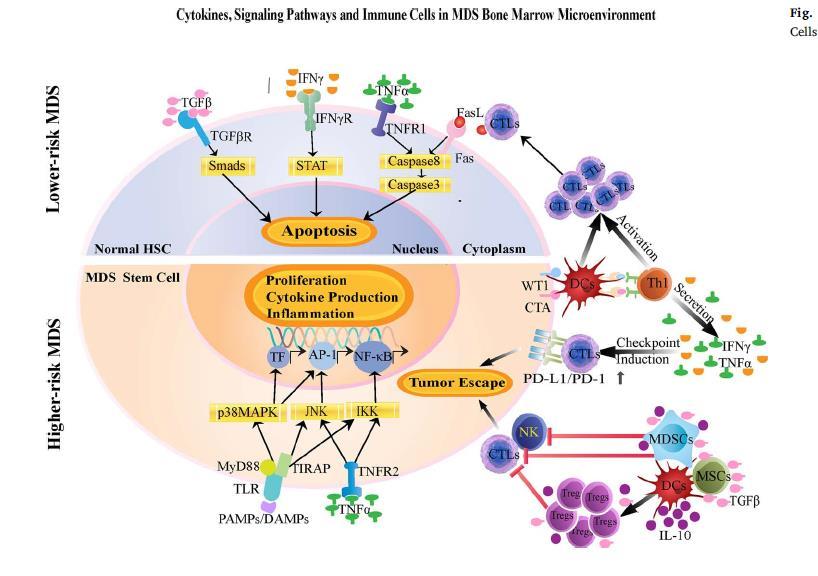 Low risk MDS Both innate and adaptive immune activation leading to increased