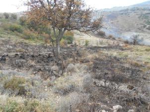 Σύνταξη Ετήσιας Έκθεσης πεπραγμένων φύλαξης. Συνεργασία με όλες τις αρμόδιες υπηρεσίες. Τήρηση του φωτογραφικού αρχείου φύλαξης.