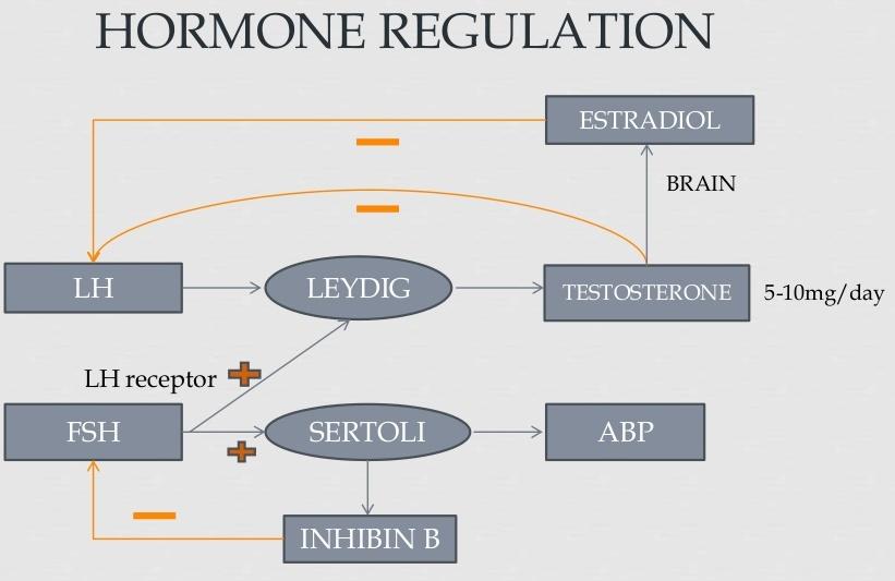 Πλήρες Ορμονικό προφίλ Οι κυριότερες ορμόνες Τεστοστερόνη ολική SHBG FSH, LH, PRL,