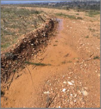 (3) Σε όλες τις περιπτώσεις η παρουσία φαινόλων είναι περιορισμένη.