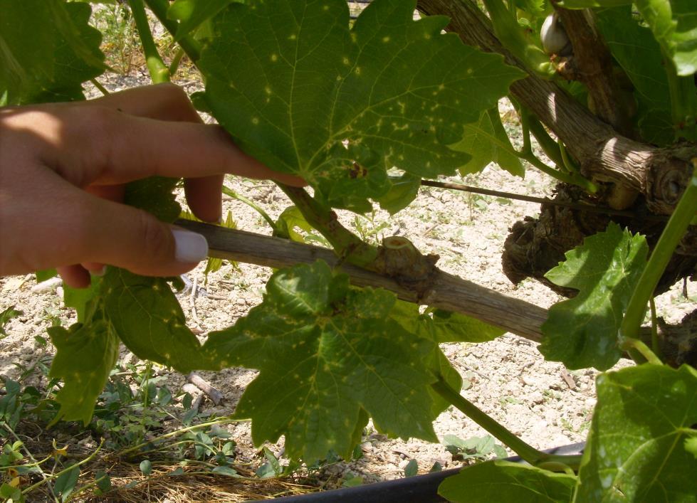 Φύλλα: Αρχικά, στα κατώτερα φύλλα εμφανίζονται πολύ μικρές, μαύρες, νεκρωτικές κηλιδώσεις με χλωρωτικό δακτυλίδι.