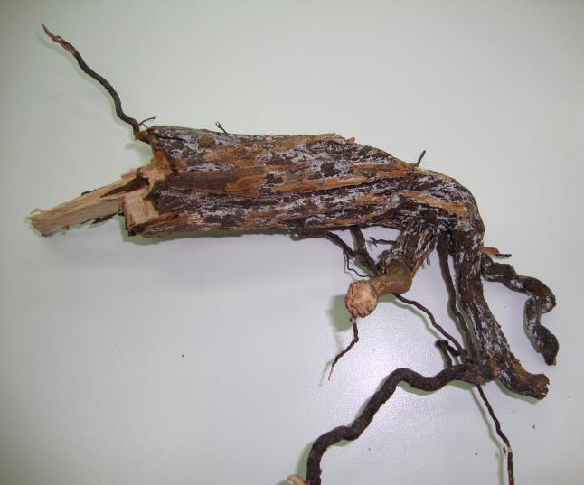 ΑΙΤΙΟ ΣΥΝΘΗΚΕΣ ΑΝΑΠΤΥΞΗΣ Α) Armillaria mellea Το μύκητας διαχειμάζει με τη μορφή μυκηλίου ή ριζόμορφων στα προσβεβλημένα πρέμνα και δένδρα, στις σάπιες ρίζες ή στο