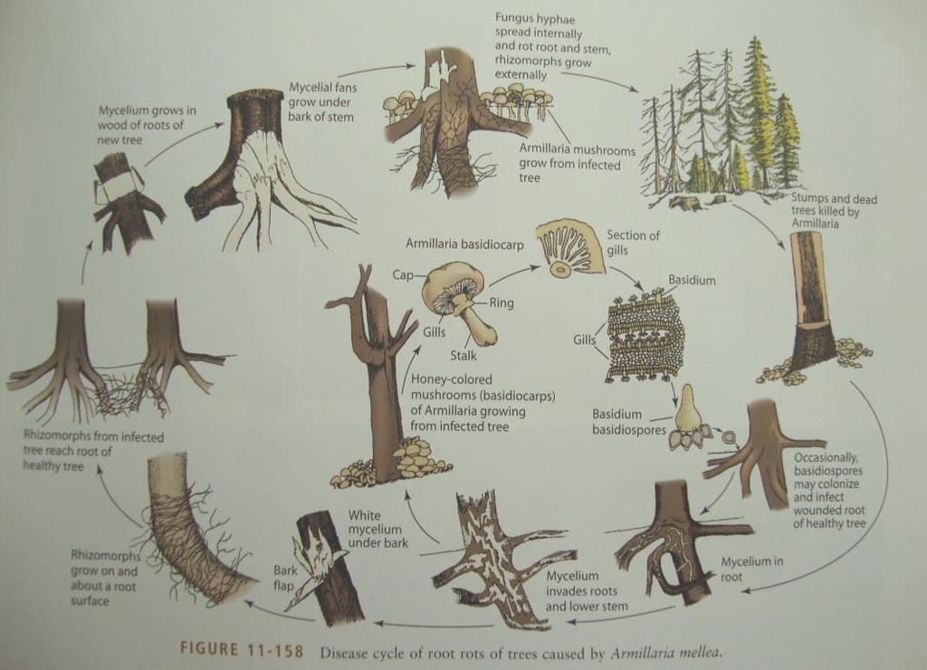 Εικ. 67: Βιολογικός κύκλος του Armillaria mellea (κατά Agrios). Β).