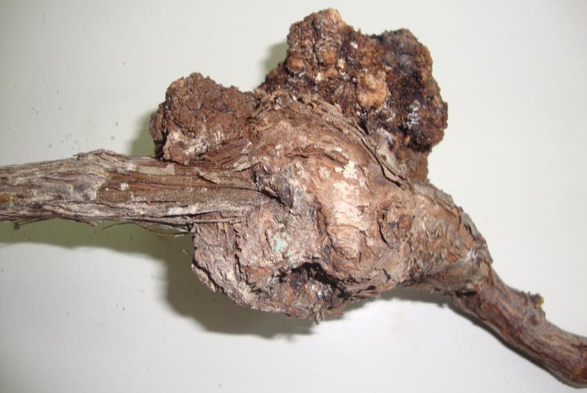 Μεταξύ των τριών βιοτύπων του Agrobacterium tumefaciens ο βιότυπος 3 είναι αυτός που προκαλεί κυρίως τις προσβολές στο αμπέλι και θεωρείται ότι αποτελεί χωριστό είδος που ονομάζεται Agrobacterium