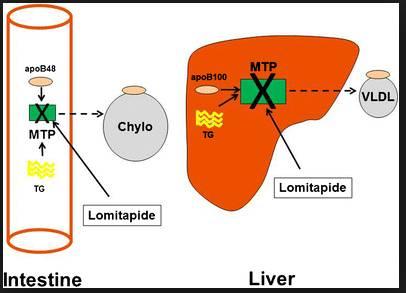 Microsomal Transfer Protein inhibitors (lomitapide)