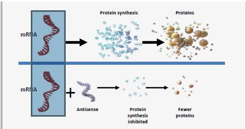 Antisense Oligonoucleotide