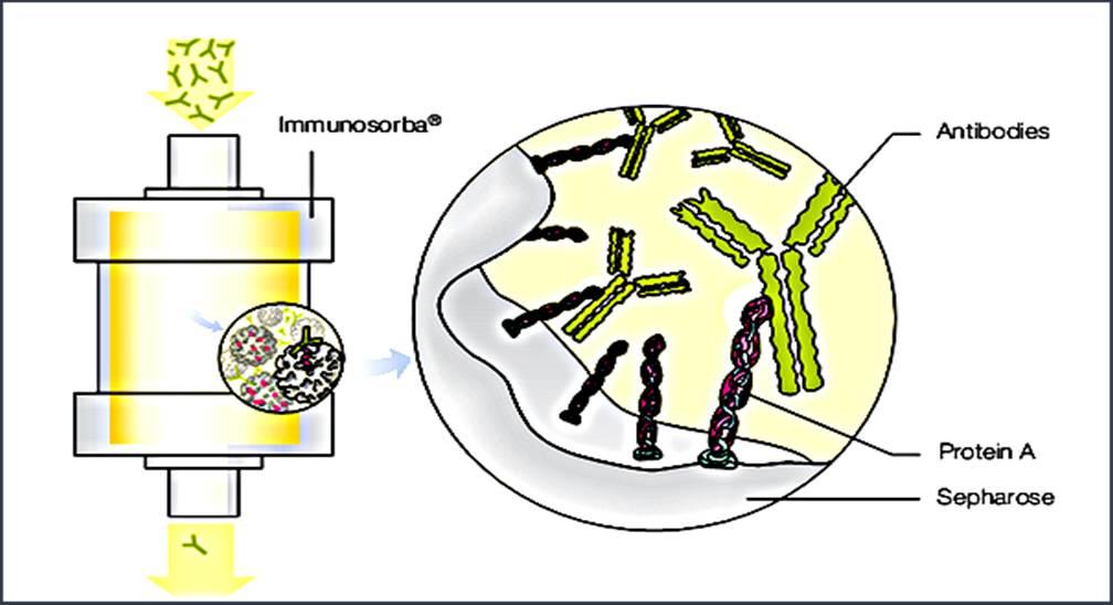 Immobilized ligand columns Dextran