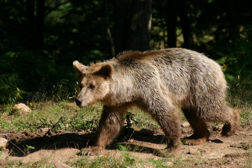 Στην Ελλάδα οι αρκούδες, που υπολογίζονται γύρω στις 250, ζουν στις πιο απόμερες περιοχές των οροσειρών της Πίνδου και της Ροδόπης, σχηματίζοντας δύο μικρούς πληθυσμούς, που δεν επικοινωνούν πλέον