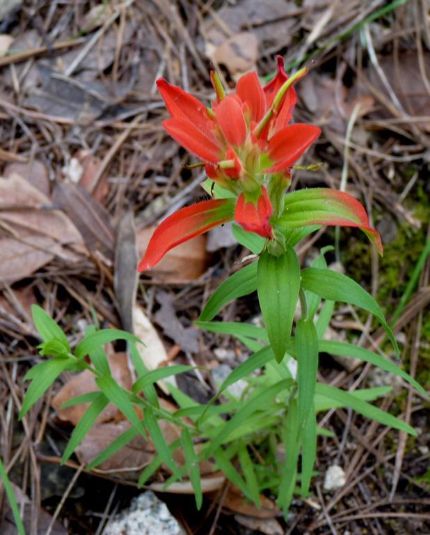 Castilleja