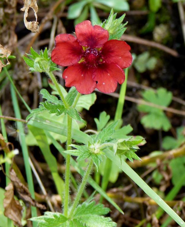 Potentilla