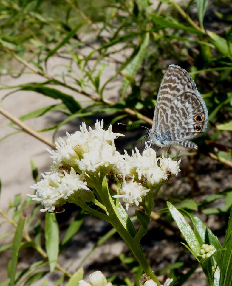 Baccharis