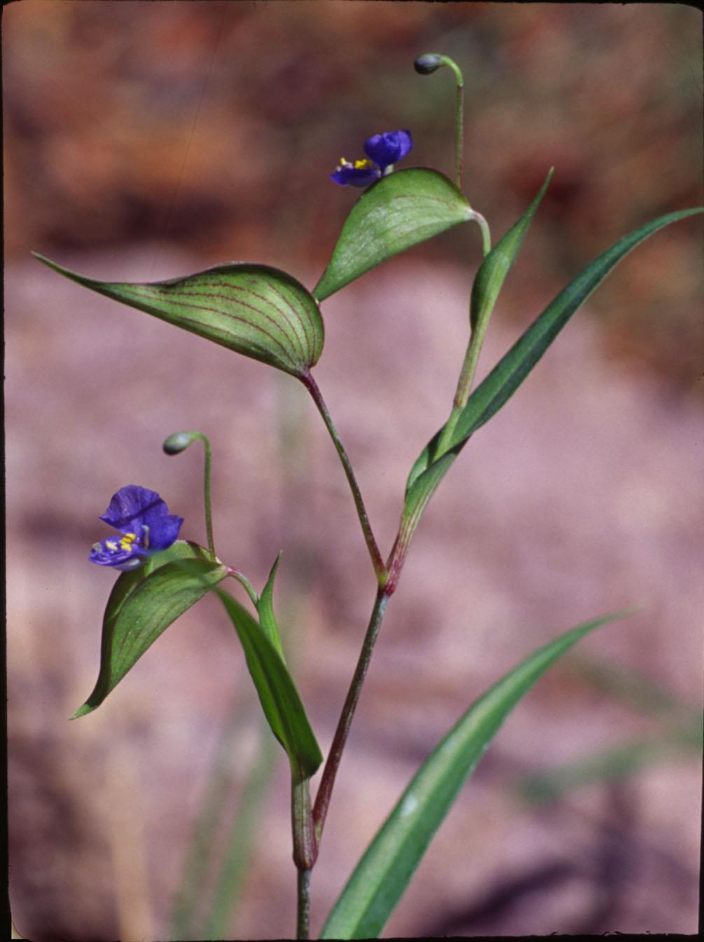 Commelina