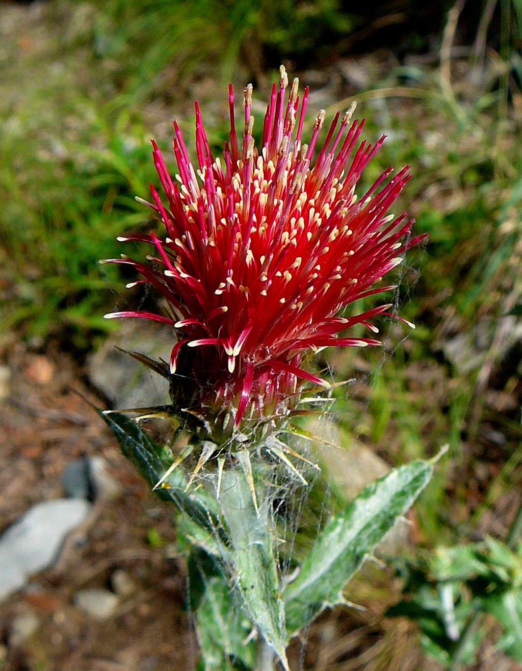 Cirsium