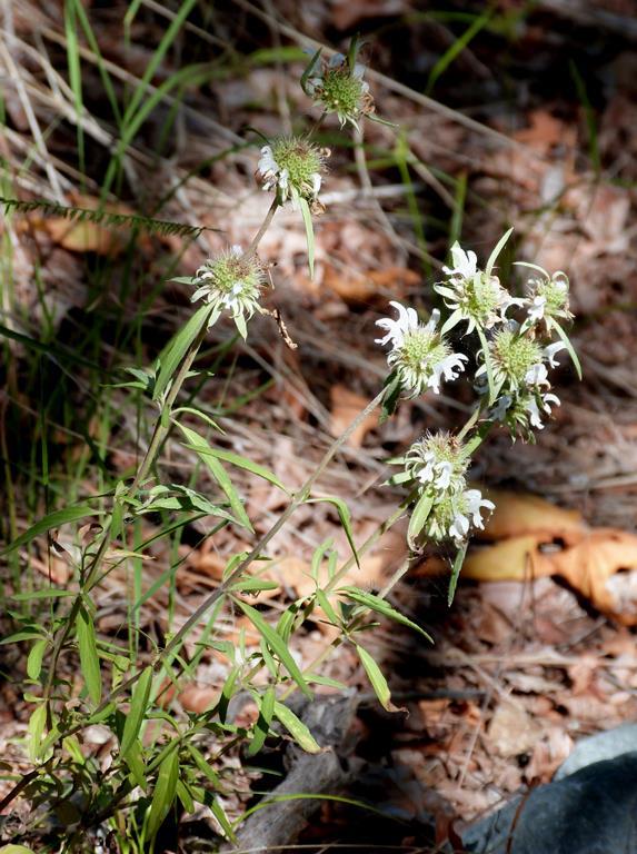 Monarda