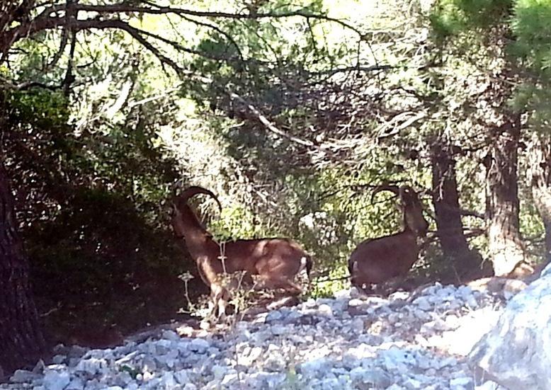 ιαχειριστικά Μέτρα Εθνικού ρυµού Πάρνηθας Α) Γενικά µέτρα για ολόκληρη την περιοχή του Εθνικού ρυµού Πάρνηθας Περιορισµός της βόσκησης απόάγριαή/