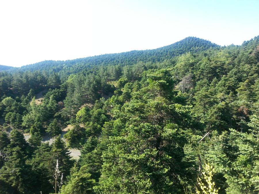 Κατάστασηδάσους Κεφαλληνιακήςελάτης 1) άσος που αναπτύσσεται σε καλούς τόπους