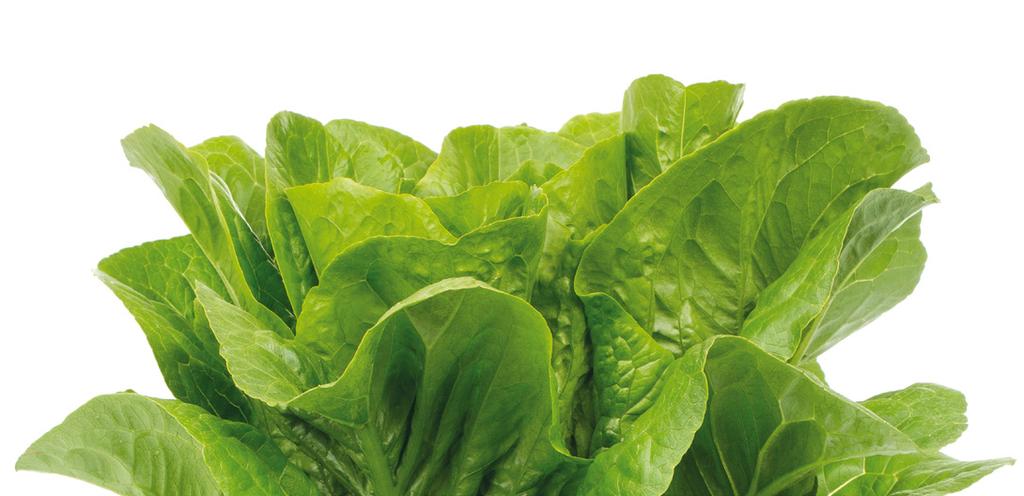 Romaine/Cos Publius RZ Publius RZ Bl:16-30,32,33 EU/Nr:0 Νέα ποικιλία κλασικού large romaine με περιόδους καλλιέργειας φθινόπωρο και χειμώνα.