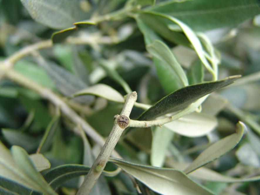 Λεκάνιο σε κλαδίσκο ελιάς. Μεταξύ των φυσικών εχθρών του S. oleae ως κυριότεροι αναφέρονται τα παρασιτοειδή Υμενόπτερα Metaphycus helvolus, M. lounsburyi, M. flavous, barletti, M.