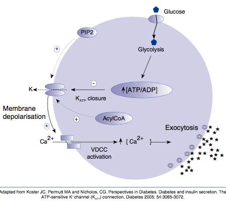 Glucose uptake and insulin
