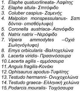 Ερπετά